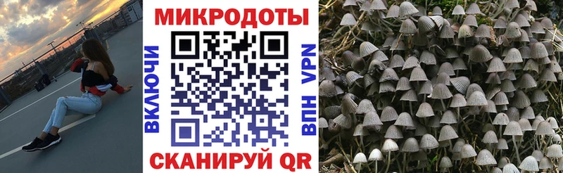 купить наркотик  Михайловка  Псилоцибиновые грибы Psilocybine cubensis 