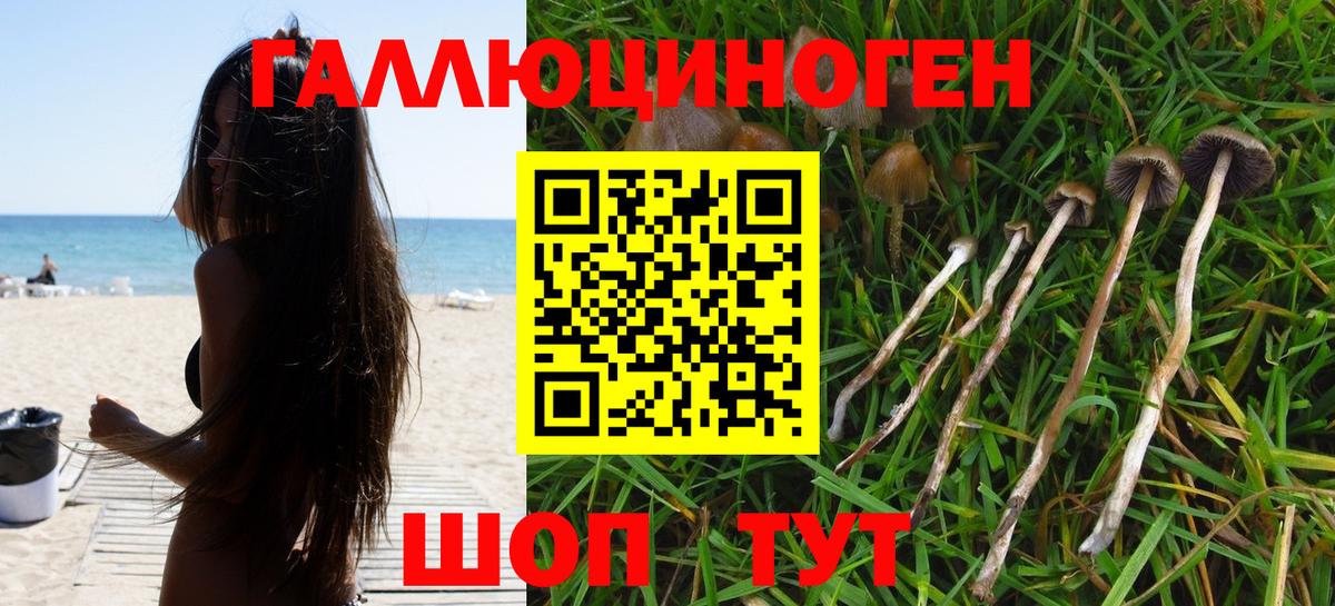 Галлюциногенные грибы Psilocybe  Михайловка 